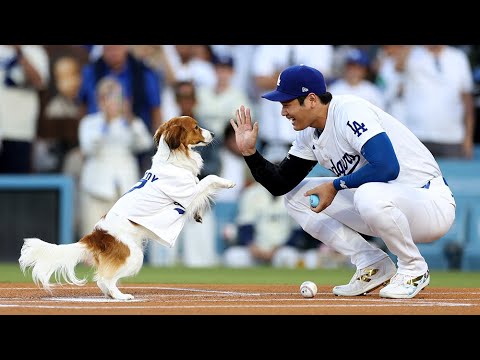 Dog first pitch! Shohei Ohtani’s dog Decoy RUNS out the FIRST PITCH!