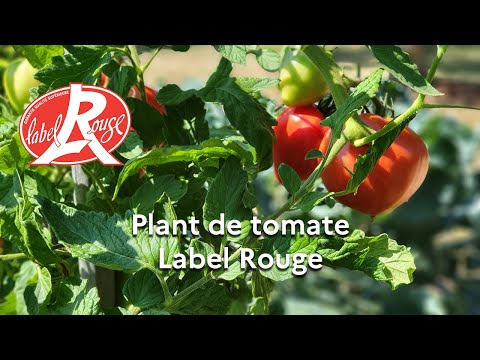 Un Label Rouge pour le « plant de tomate » n° LA 08/23