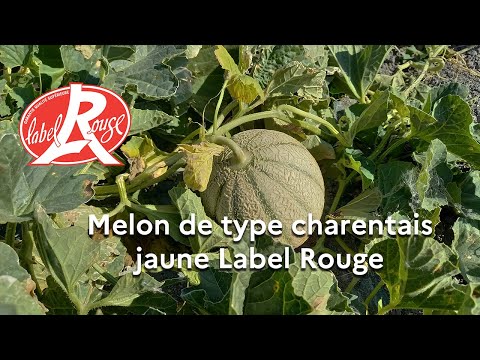 Un nouveau Label Rouge pour le « Melon » de type charentais jaune (n°LA06/23)