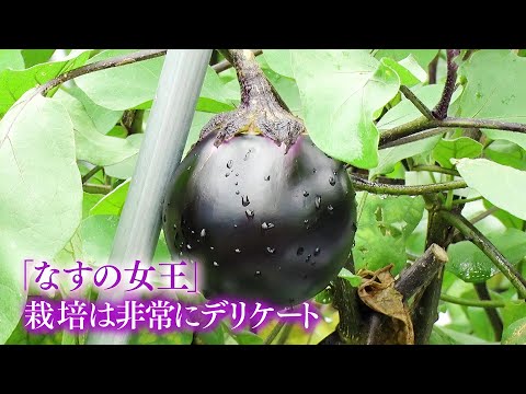 JA京都「賀茂なす」人見さん (亀岡市)｜KBS京都テレビ「あぐり京都」 2022年8月放送