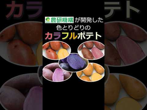 カラフルポテトで彩りを楽しもう！