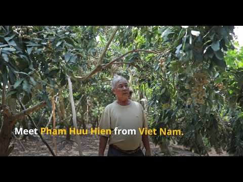 Longan farmer - Pham Huu Hien - Viet Nam