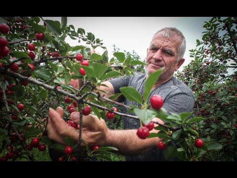 Supporting Serbia&#039;s Sour Cherry Production
