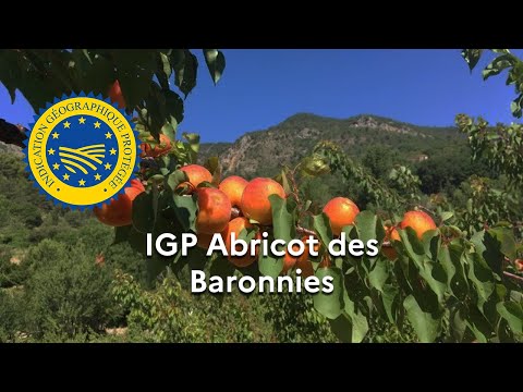 La dénomination « Abricot des Baronnies » enregistrée en IGP