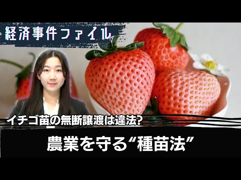 希少イチゴの苗を無断で譲渡したら違法？“農業守る切り札”種苗法とは【経済事件ファイル】