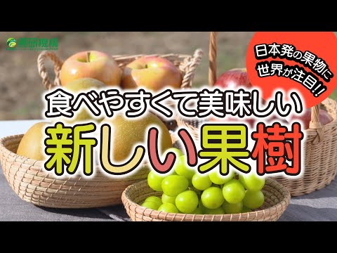 食べやすくて美味しい新しい果樹～日本発の果物に世界が注目～